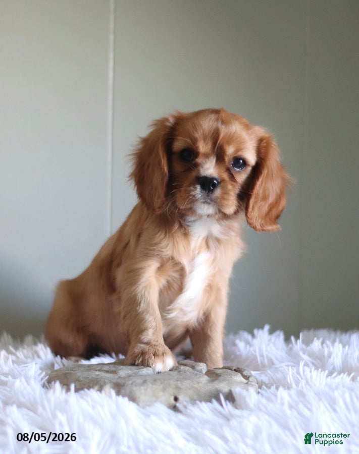 Cavalier King Charles Spaniel dogs Hadassah Special Needs - Ad 1
