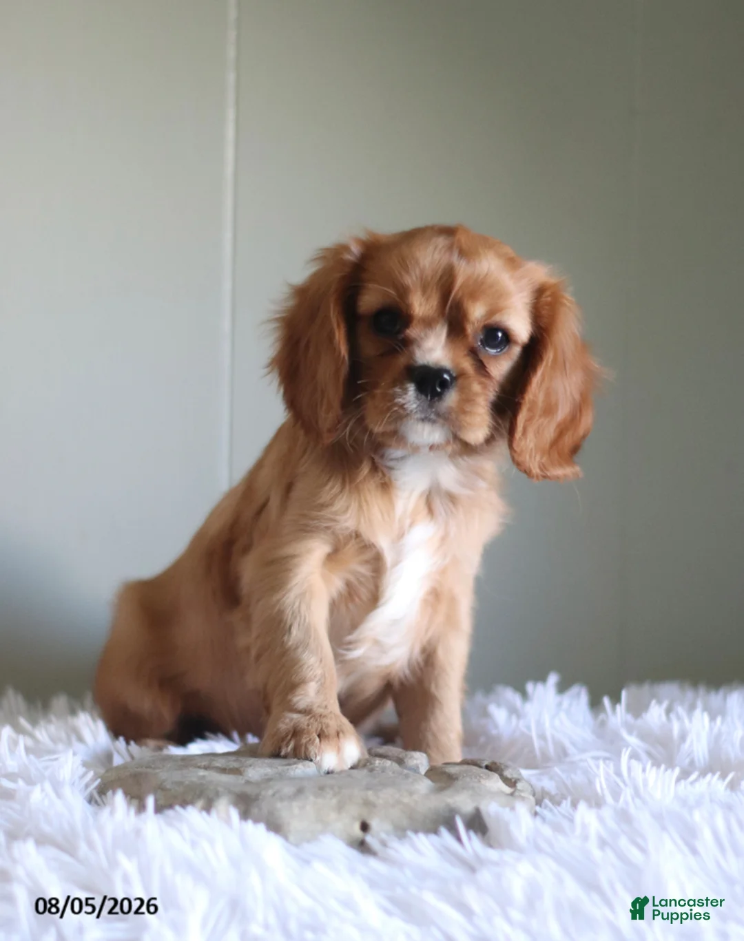 Cavalier King Charles Spaniel dogs for sale: Hadassah Special Needs - Ad 1