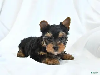 Yorkshire Terrier dogs for sale: Belle - Ad 3