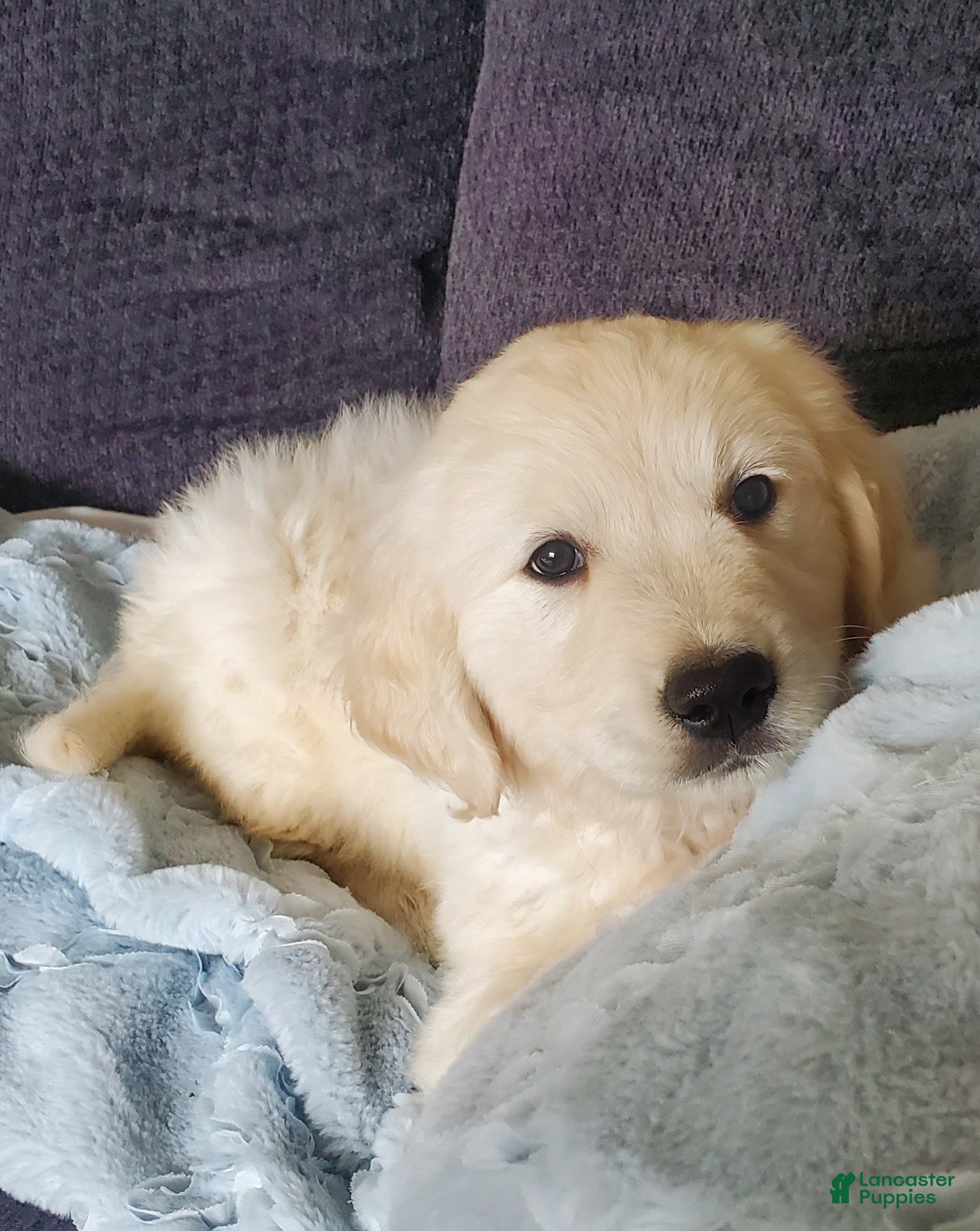 Golden Retriever dogs Laura - Ad 2