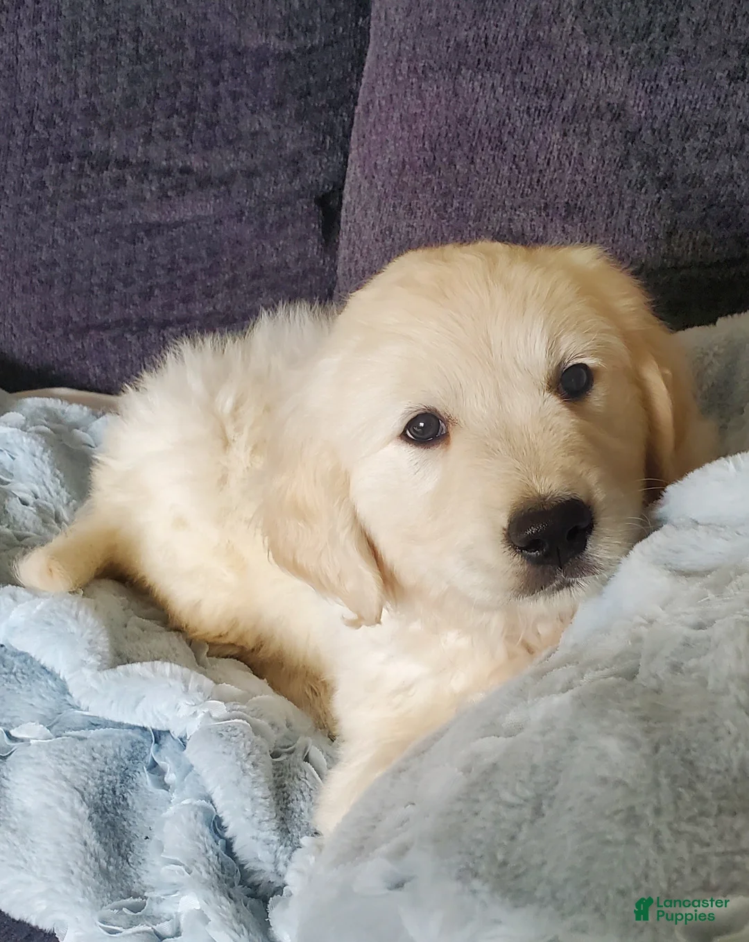 Golden Retriever dogs for sale: Laura - Ad 2