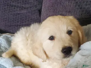 Golden Retriever dogs Laura - Ad 2