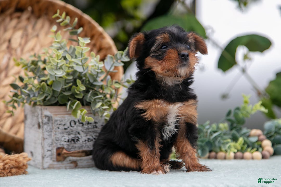 Shorkie dogs for sale: Holly - Ad 5