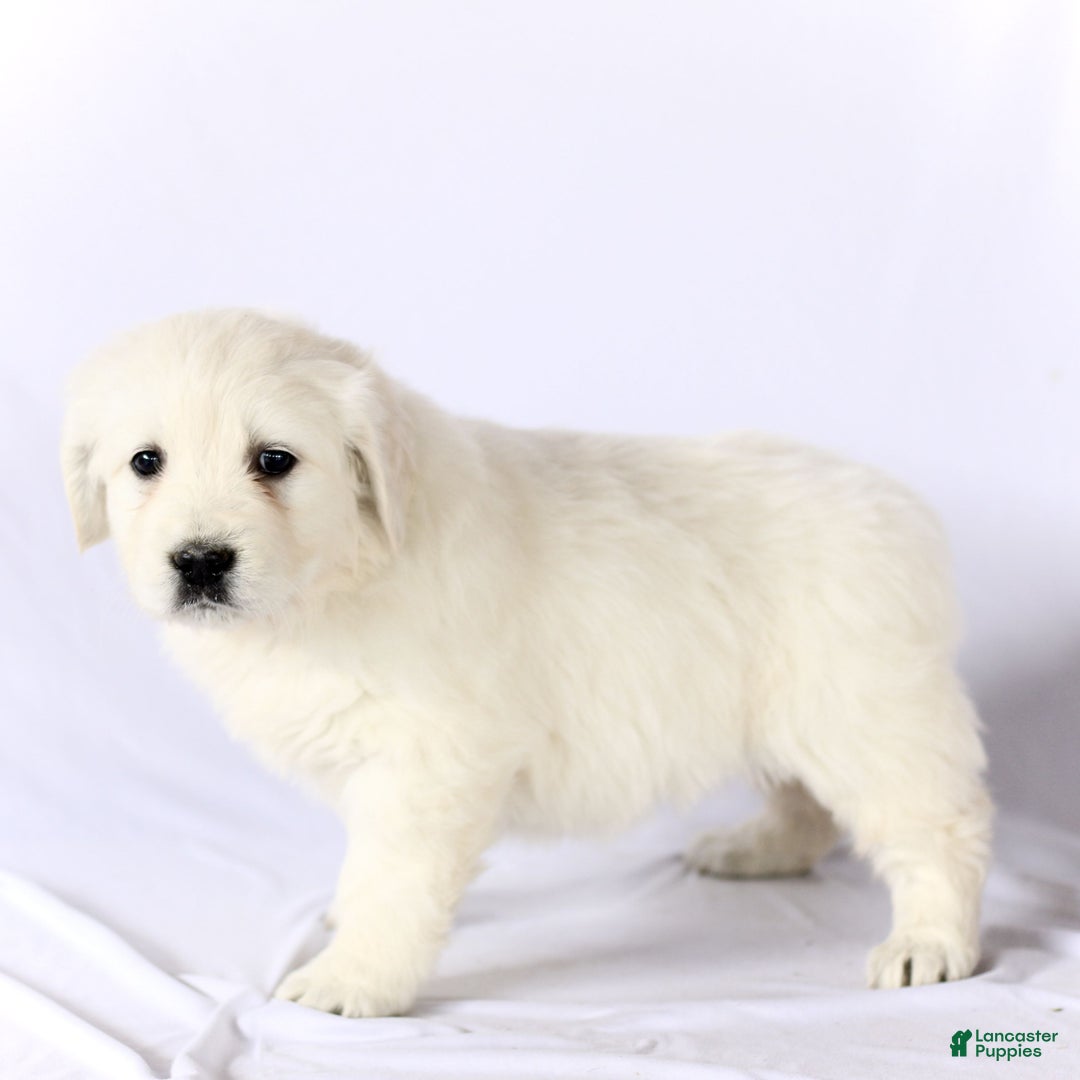 Golden Retriever dogs for sale: Stella  - Ad 2