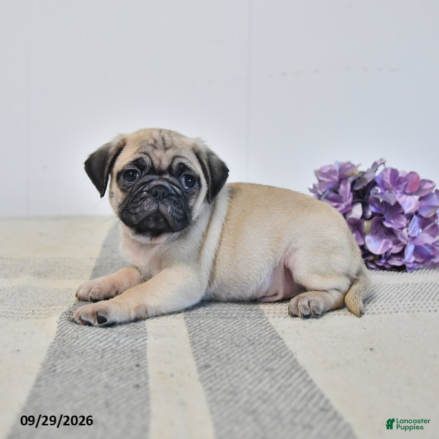 Pug dogs Ozzie - Ad 2