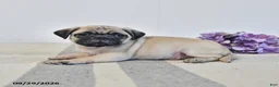 Pug dogs for sale: Ozzie - Ad 2