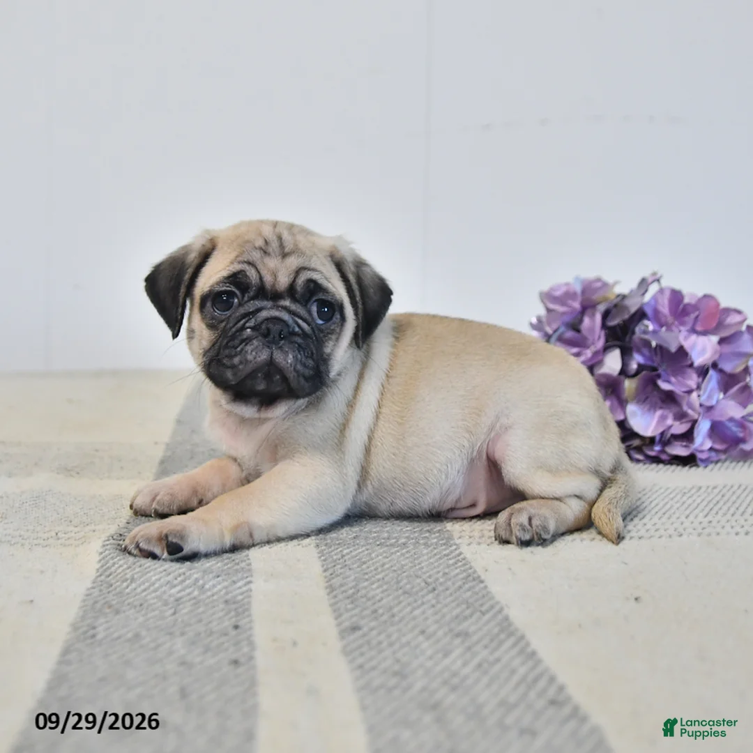 Pug dogs for sale: Ozzie - Ad 2