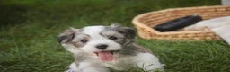Havanese dogs for sale: Darcy Havanese  - Ad 17