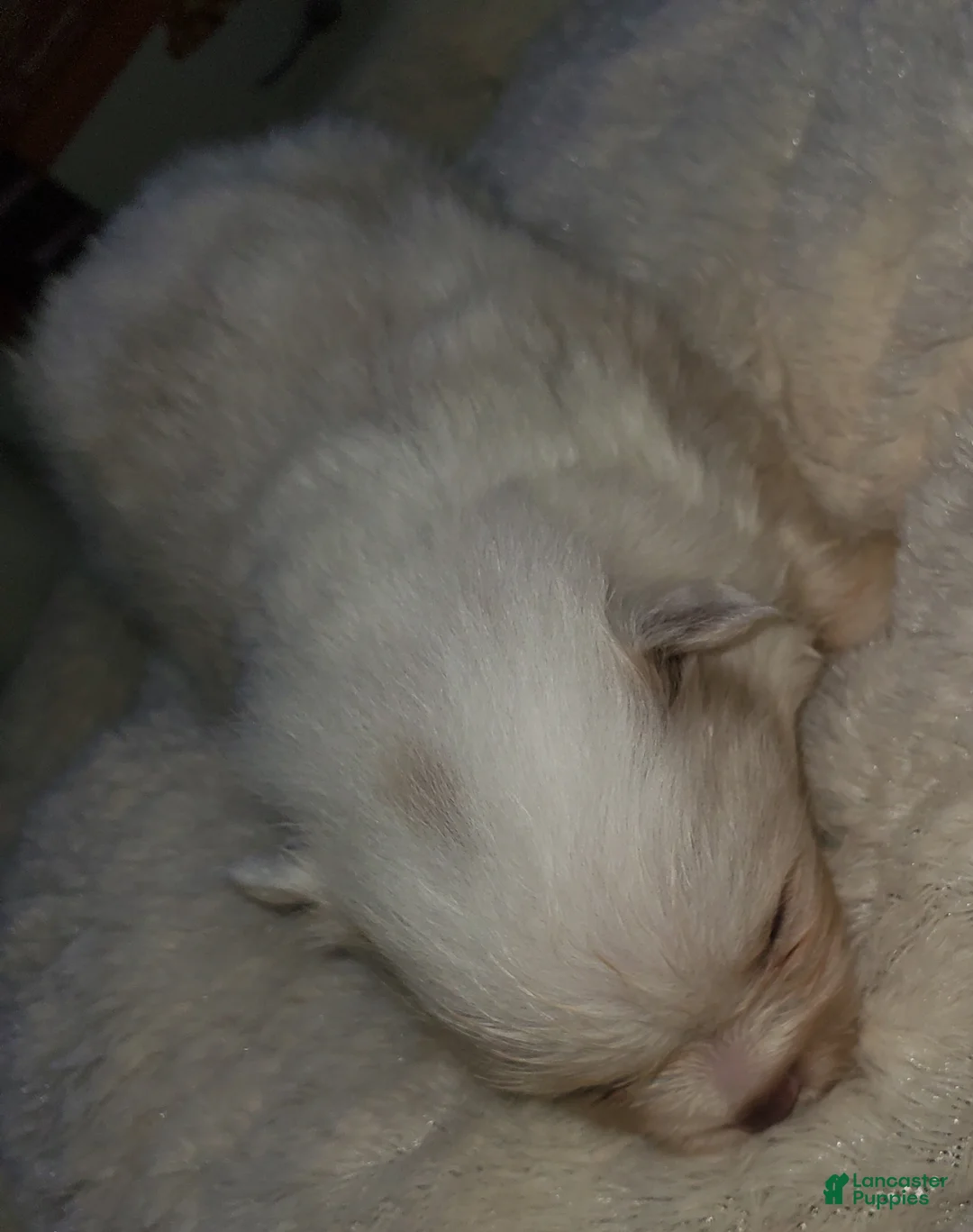 Pomeranian dogs for sale: Pomeranian Puppy 1 - Ad 1