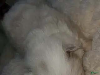 Pomeranian dogs Pomeranian Puppy 1 - Ad 13