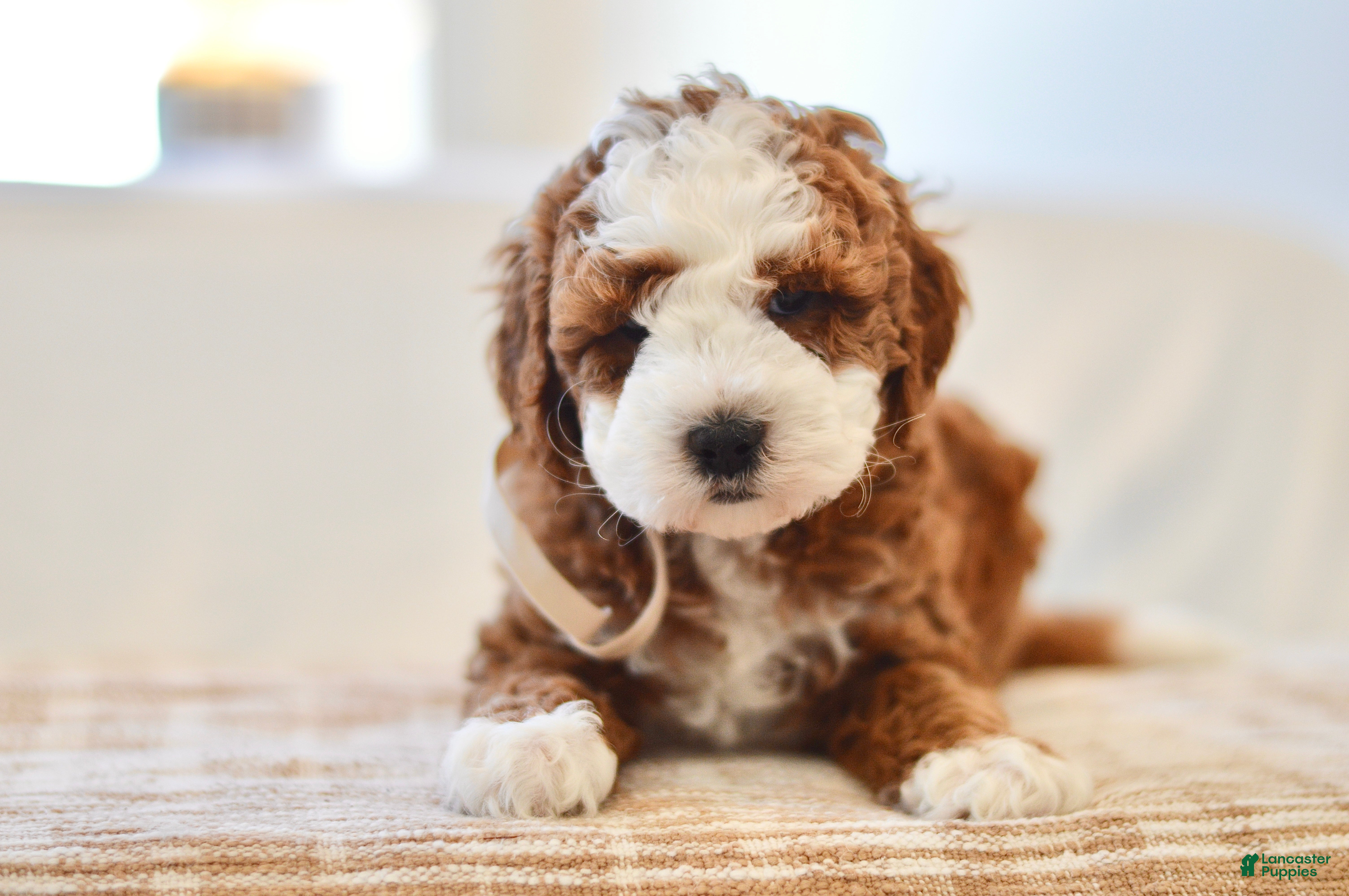 Mini Goldendoodle dogs Ginger - Genetic health tested - Ad 2