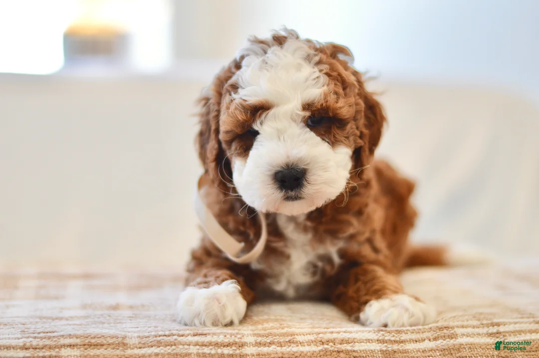 Mini Goldendoodle dogs for sale: Ginger - Genetic health tested - Ad 2