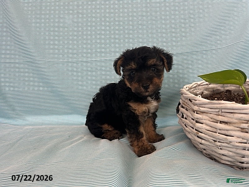 Yorkiepoo dogs Laser - Ad 2