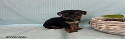 Yorkiepoo dogs for sale: Laser - Ad 2