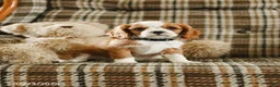 Cavalier King Charles Spaniel dogs for sale: Denver - Ad 4