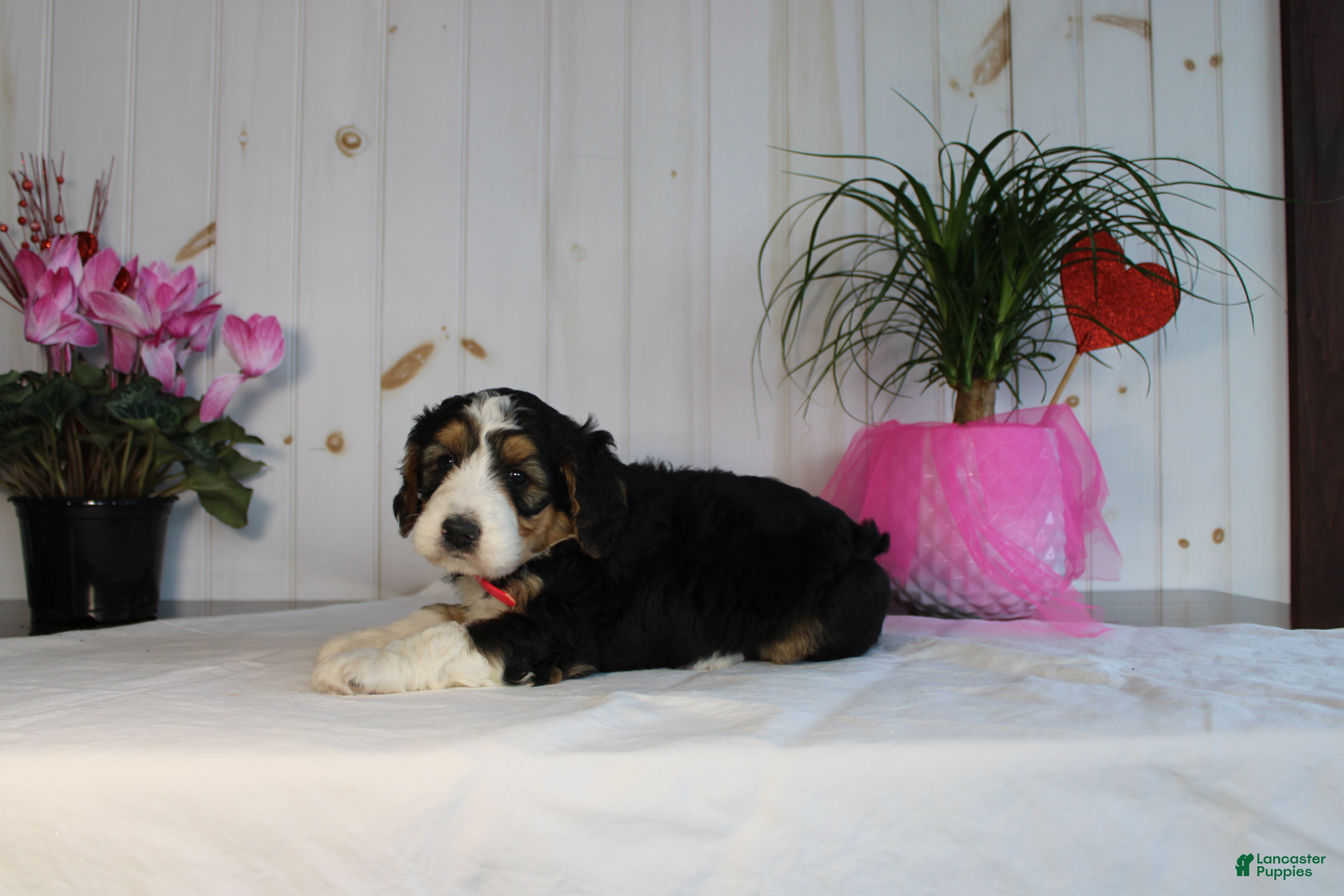 Bernedoodle dogs Sweetheart- Pending - Ad 2