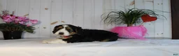 Bernedoodle dogs for sale: Bernedoodle Puppy 5 - Ad 2