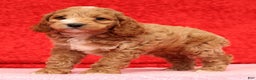 Cockapoo dogs for sale: Pearl - Ad 5