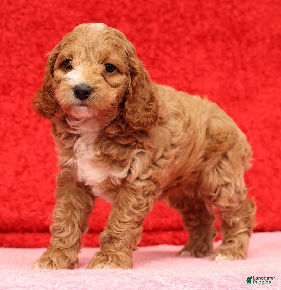Cockapoo dogs for sale: Pearl - Ad 5