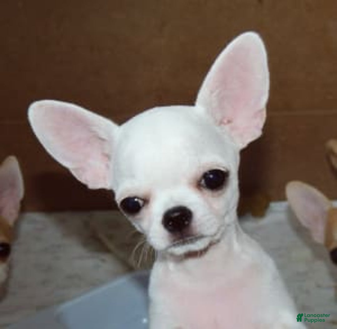 Gallery Image {{count}}