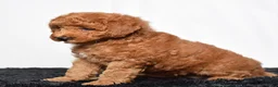 Mini Goldendoodle dogs for sale: Remi - Ad 3