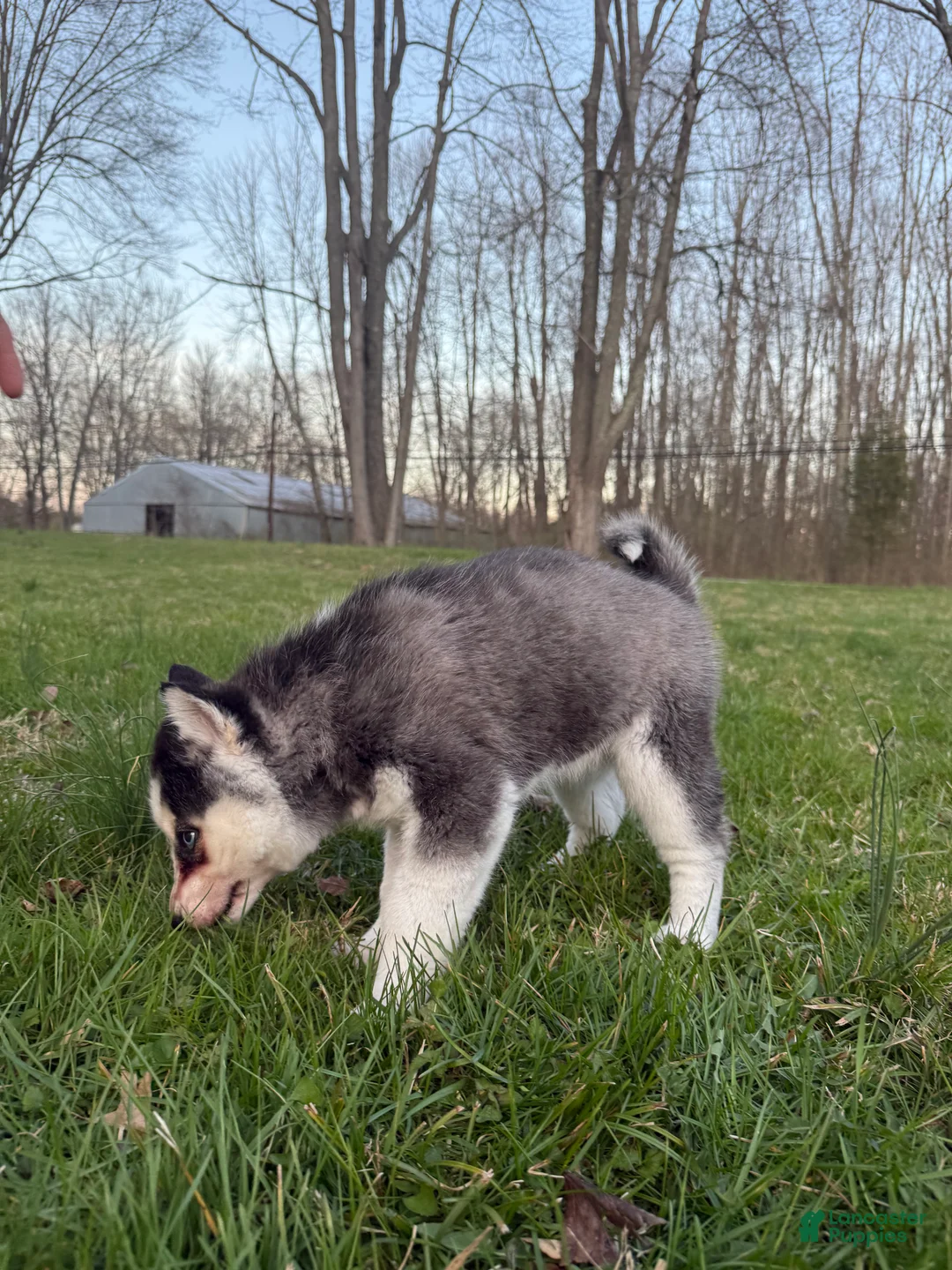 Siberian Husky dogs for sale: Siberian Husky Puppy 1 - Ad 2
