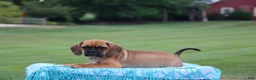 Puggle dogs for sale: Blaze - Ad 1