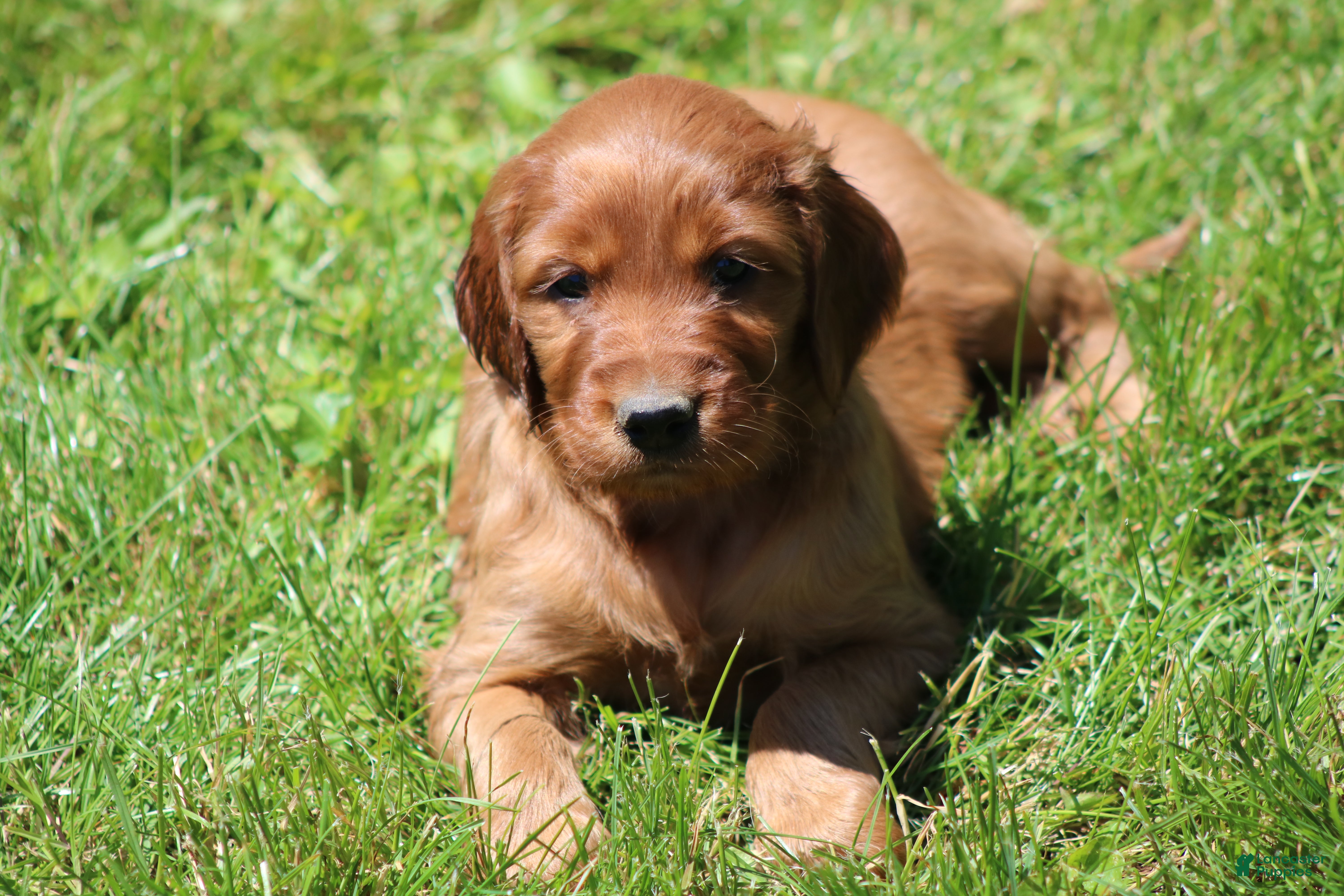 Irish Setter dogs for sale: Ivy - Ad 4
