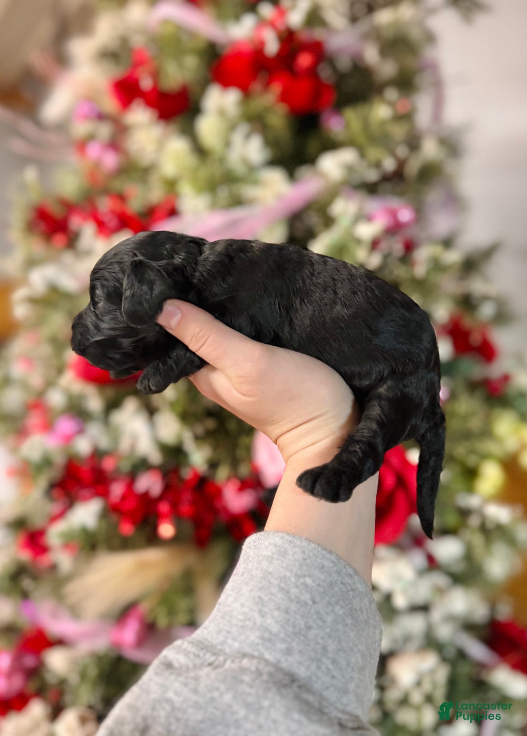 Cockapoo dogs for sale: Cockapoo Puppy 5 - Ad 3