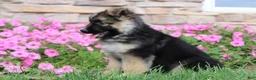 German Shepherd dogs for sale: Hunter - Ad 7