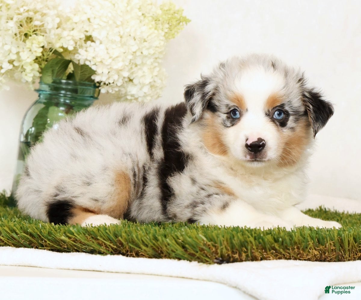 Miniature Australian Shepherd dogs Patrick - Ad 2