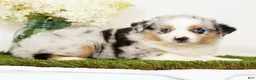 Miniature Australian Shepherd dogs for sale: Patrick - Ad 5