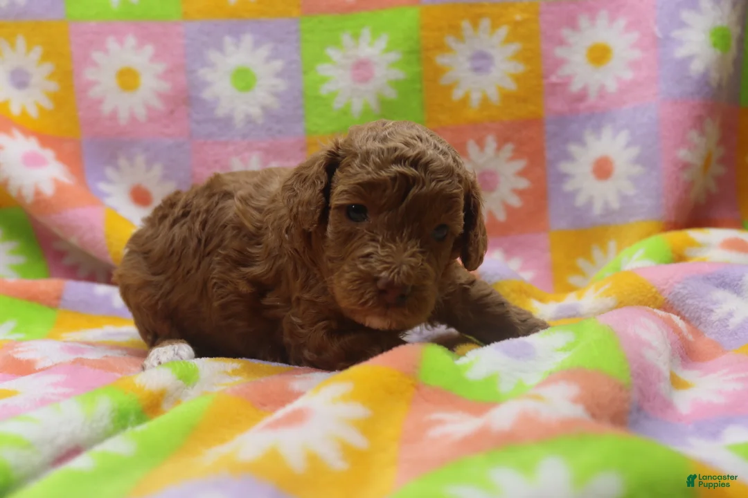 Toy Poodle dogs for sale: Victor - Ad 1