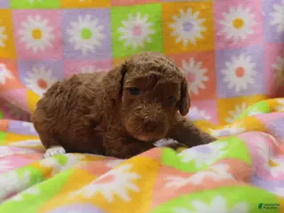Toy Poodle dogs Victor - Ad 35