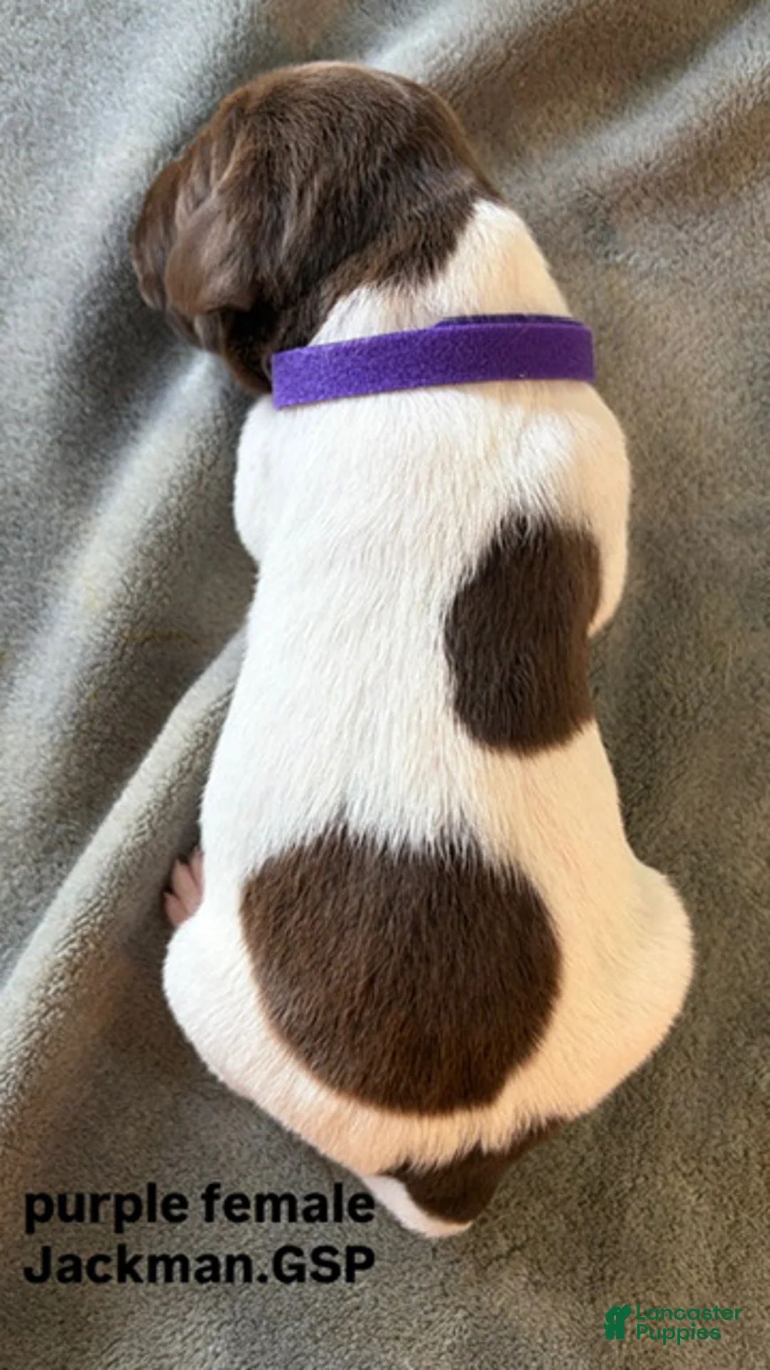 German Shorthaired Pointer dogs for sale: Purple Female - Ad 2