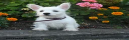 West Highland Terrier dogs for sale: Dillan - Ad 5