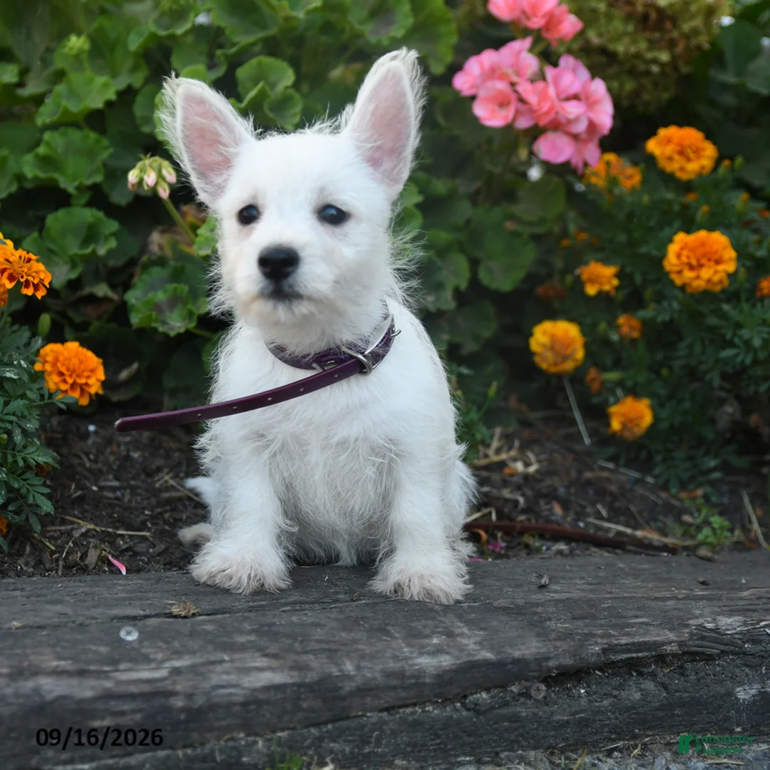 West Highland Terrier dogs for sale: Dillan - Ad 5