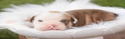 English Bulldog dogs for sale: Tammy English Bulldog  - Ad 5