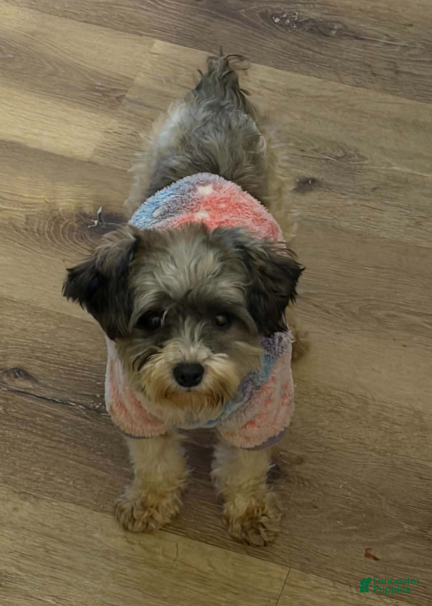 Yorkiepoo dogs Yorkiepoo 2 - Ad 6