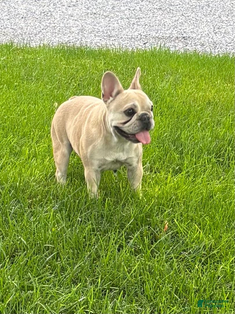 French Bulldog dogs Mila - Ad 2