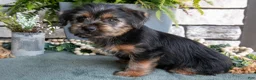 Yorkshire Terrier dogs for sale: Carter - Ad 1
