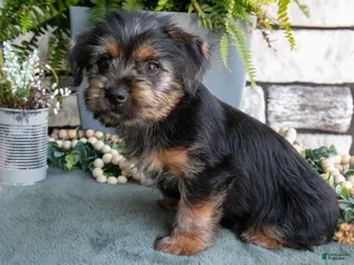 Yorkshire Terrier dogs for sale: Carter - Ad 1