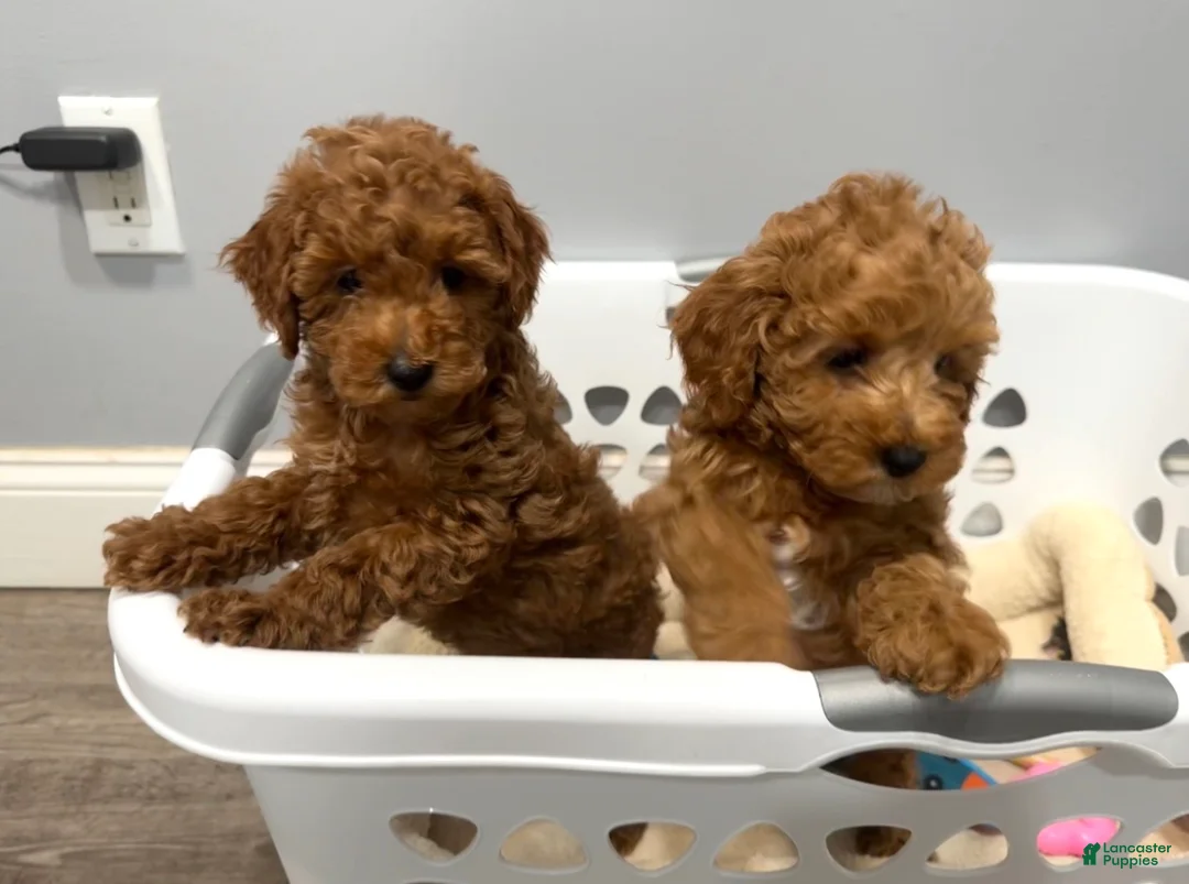 Miniature Poodle dogs for sale: Mocha - Ad 2