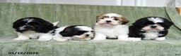 Shih Tzu dogs for sale: Gypsy - Ad 4