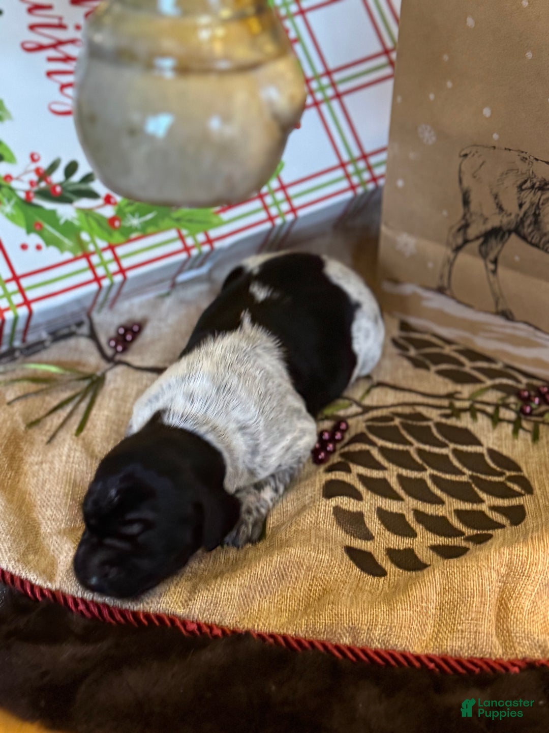 German Shorthaired Pointer dogs for sale: German Shorthaired Pointer Puppy 1 - Ad 9