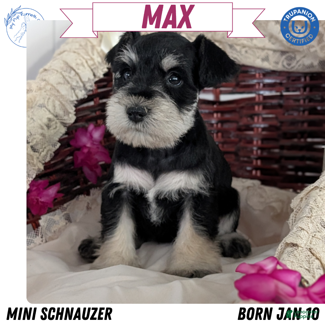 Miniature Schnauzer dogs Max - Ad 1