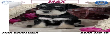 Max