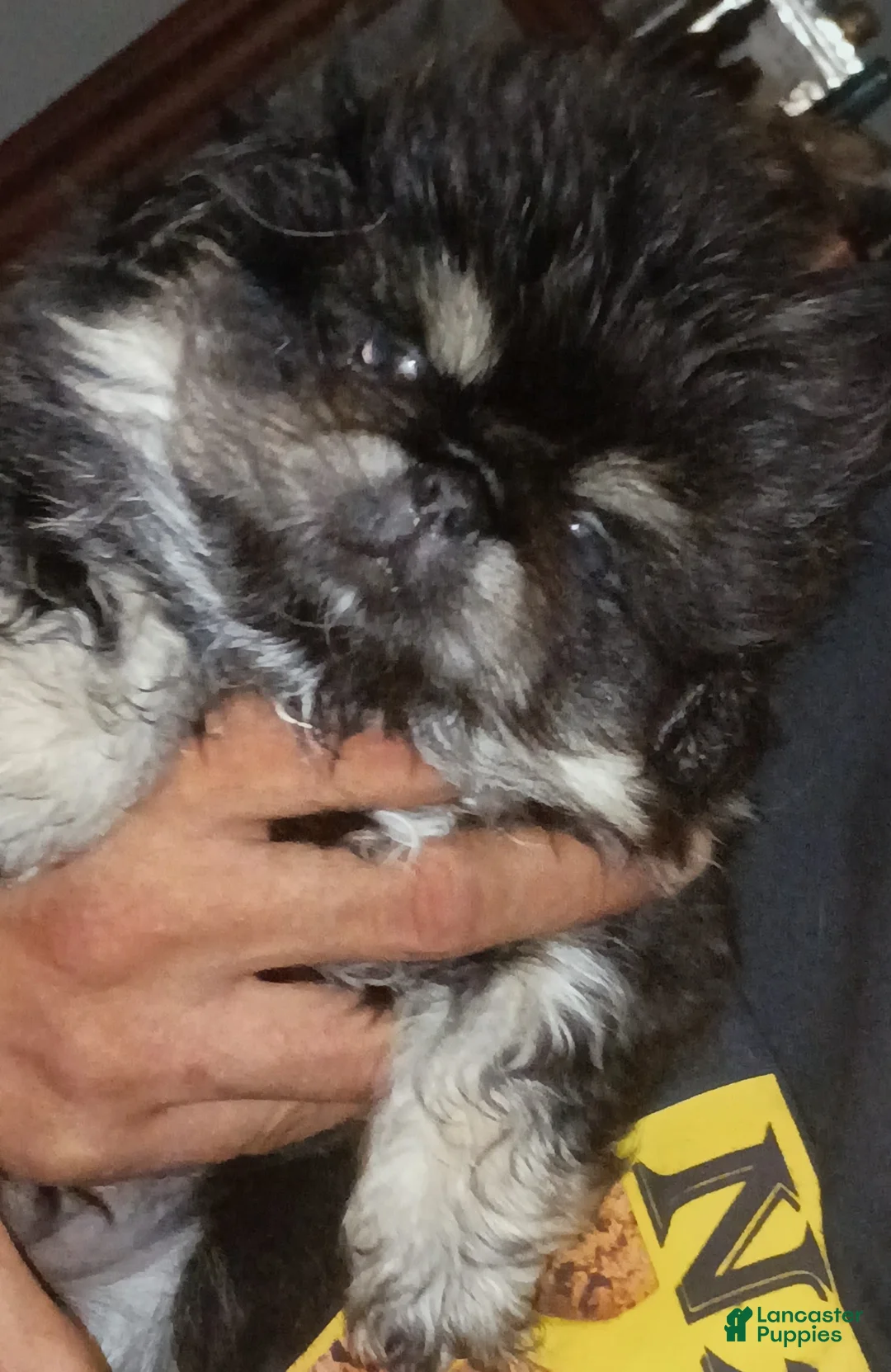 Pekingese dogs for sale: Pekingese Sleeve black and tan girl Maddie Ming  - Ad 2