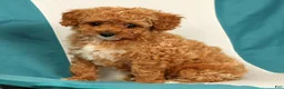 Cavapoo dogs for sale: Molly - Ad 8