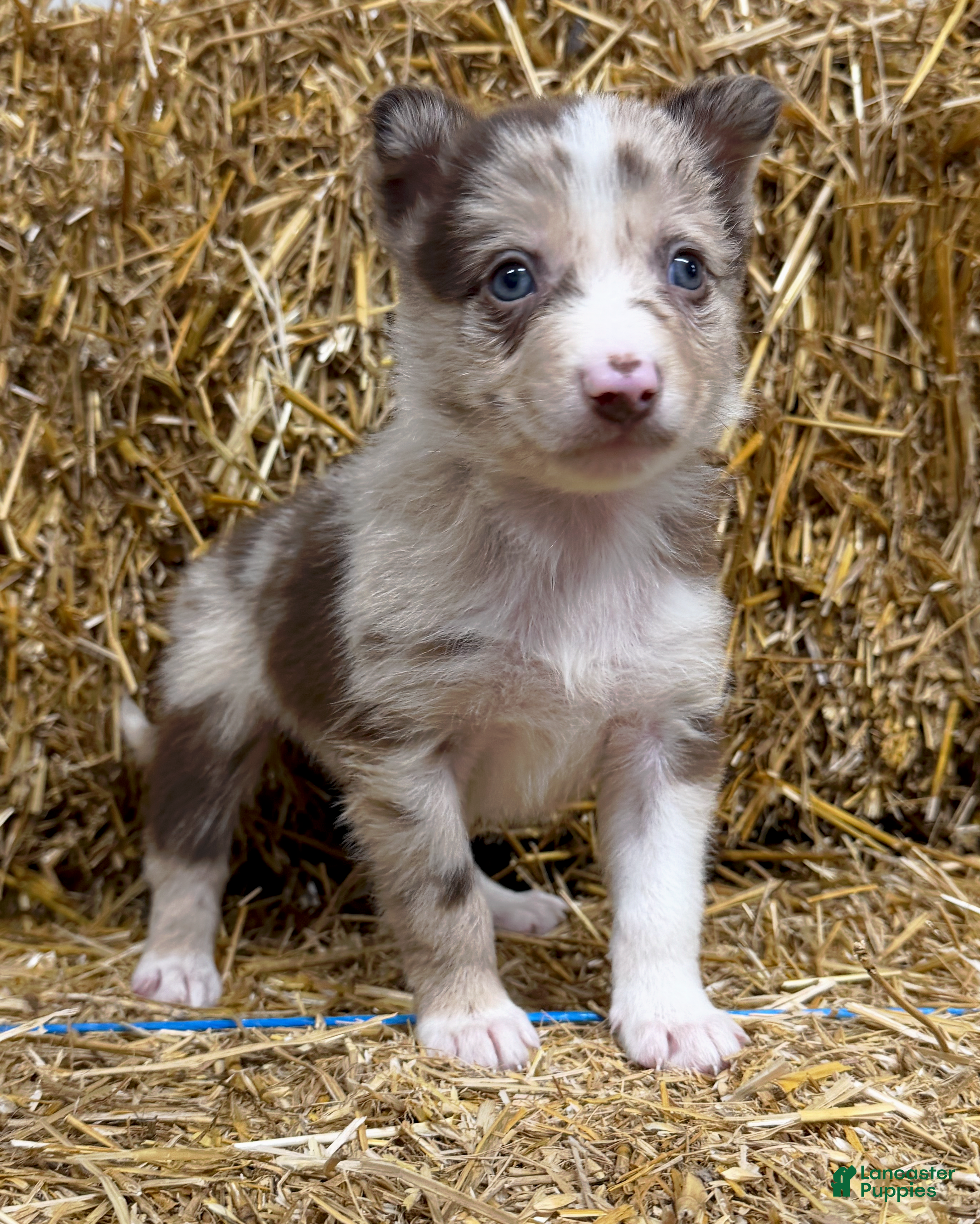 Border Collie dogs Aspen - Ad 28